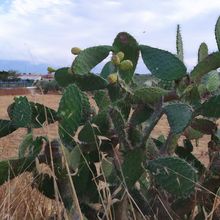 Photo of a cactus currently being identified