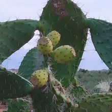 Photo of a cactus currently being identified
