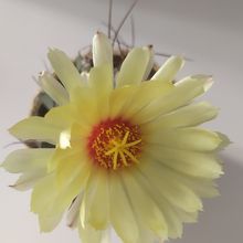 A photo of Astrophytum capricorne