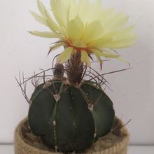 A photo of Astrophytum capricorne