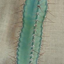 Una foto de Cereus hildmannianus