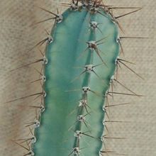 Una foto de Cereus hildmannianus