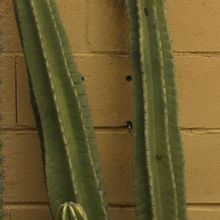 Photo of a cactus currently being identified