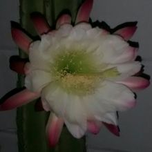 Photo of a cactus currently being identified