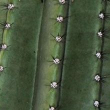 Photo of a cactus currently being identified