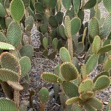 A photo of Opuntia microdasys ssp. rufida