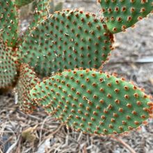 A photo of Opuntia microdasys ssp. rufida
