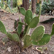 A photo of Opuntia microdasys subsp. microdasys