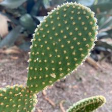 A photo of Opuntia microdasys subsp. microdasys