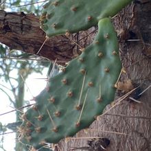Una foto de Opuntia galapageia