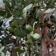 Una foto de Opuntia galapageia