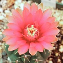A photo of Gymnocalycium baldianum