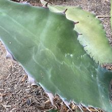Una foto de Agave salmiana var. ferox