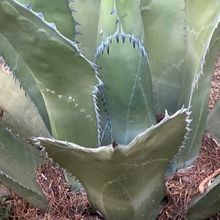 Una foto de Agave salmiana var. ferox