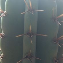 A photo of Cereus peruvianus