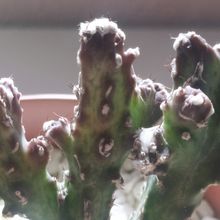 A photo of Cereus spegazzinii fma. crestada