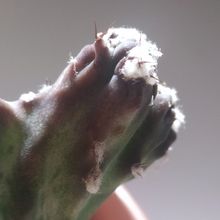 A photo of Cereus spegazzinii fma. crestada