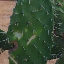 Photo of a cactus currently being identified