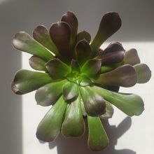 Una foto de Aeonium arboreum cv. artropurpureum
