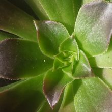 Una foto de Aeonium arboreum cv. artropurpureum