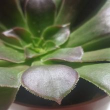 Una foto de Aeonium arboreum cv. artropurpureum