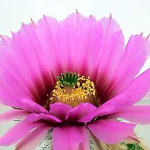 A photo of Echinocereus reichenbachii var. fitchii 