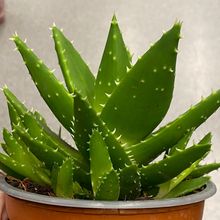 Aloe perfoliata 