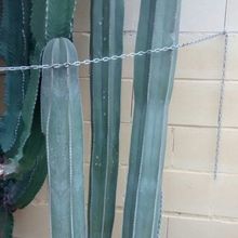 Una foto de Pachycereus marginatus