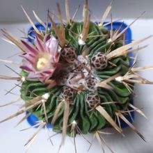 Photo of a cactus currently being identified