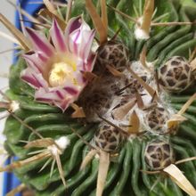 Photo of a cactus currently being identified