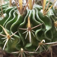 Photo of a cactus currently being identified