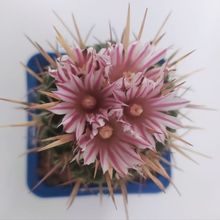 Photo of a cactus currently being identified