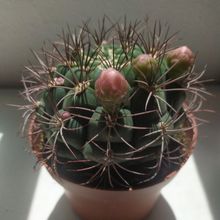 Una foto de Gymnocalycium saglionis