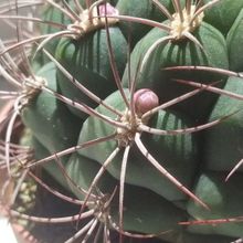Una foto de Gymnocalycium saglionis