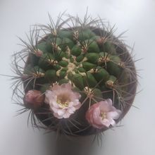 Una foto de Gymnocalycium saglionis