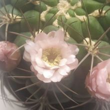 Una foto de Gymnocalycium saglionis