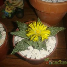 Una foto de Faucaria felina ssp. tuberculosa