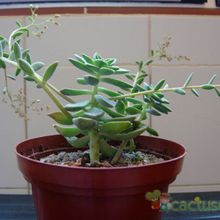 Una foto de Graptoveria cv. acaulis