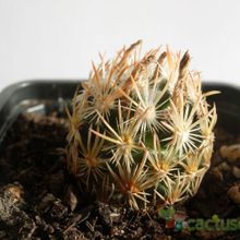 A photo of Escobaria minima