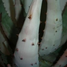 Una foto de Aloe reitzii