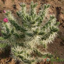 A photo of Cylindropuntia rosea