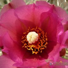 A photo of Cylindropuntia rosea