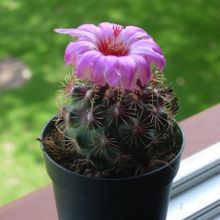 A photo of Thelocactus bicolor ssp. bicolor