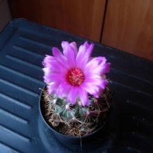 A photo of Thelocactus bicolor ssp. bicolor