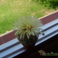 A photo of Coryphantha vaupeliana