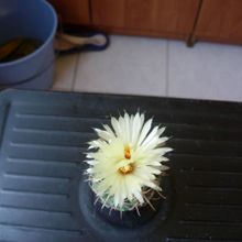 A photo of Coryphantha vaupeliana