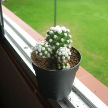 Una foto de Mammillaria gracilis cv. oruga blanca