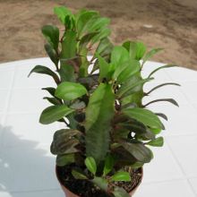 A photo of Euphorbia trigona var. rubra