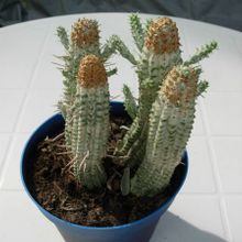 A photo of Euphorbia mammillaris fma. variegada