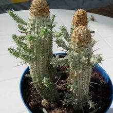 A photo of Euphorbia mammillaris fma. variegada